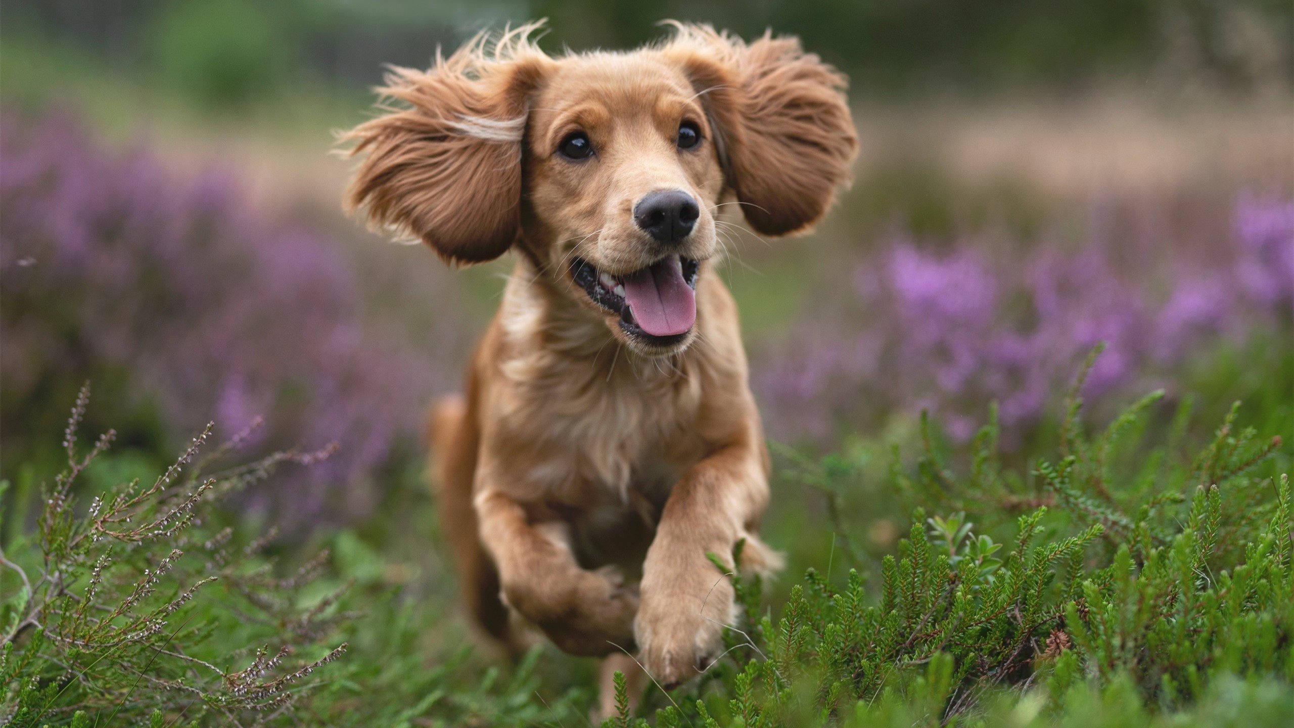 基米希点燃赛场，阿根廷掀翻日本，当个人英雄主义遭遇团队风暴