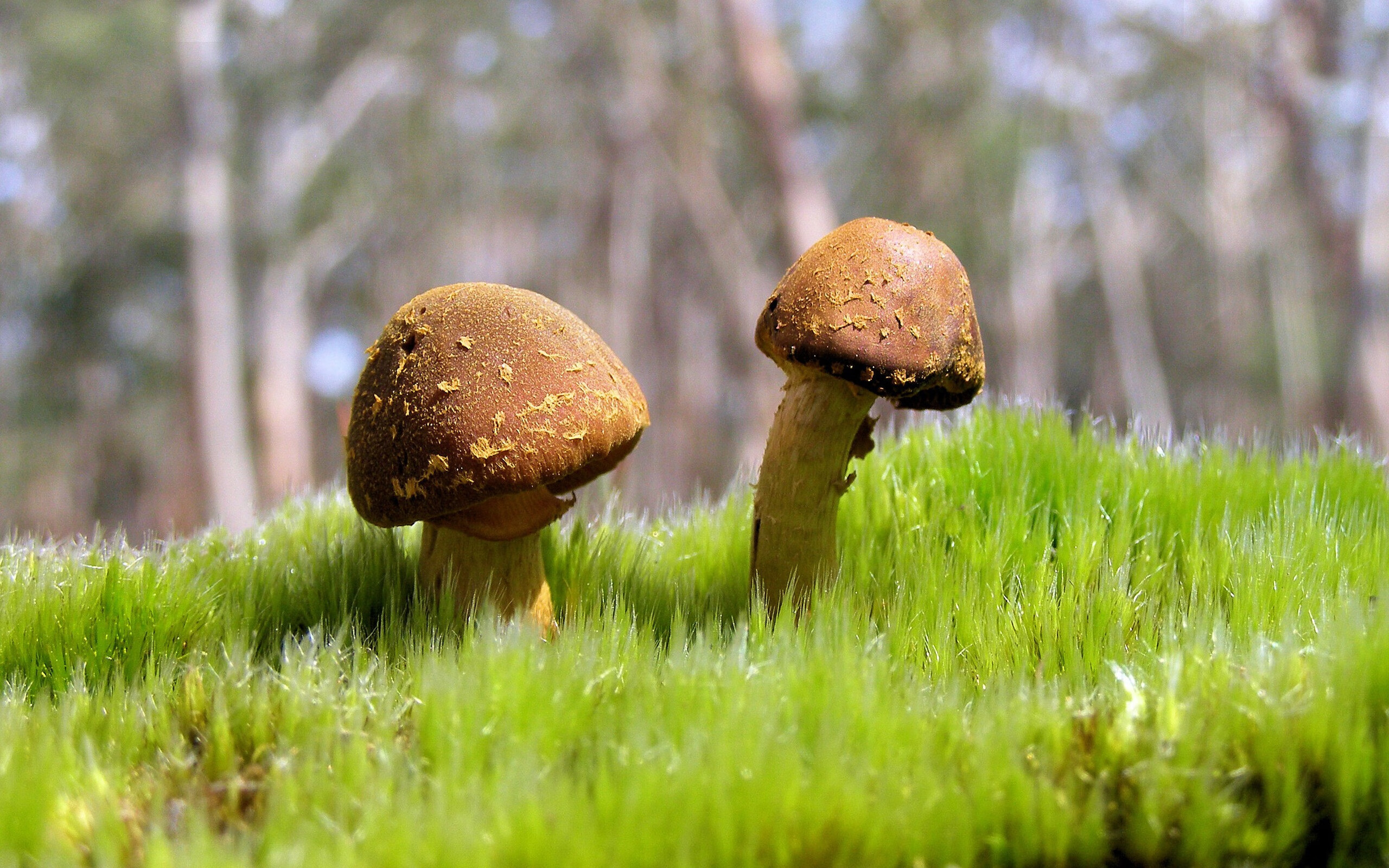 从迷失到闪耀，哈弗茨的爆发如何点燃国际米兰完胜皇家社会之夜